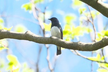 Blue-and-white Flycatcher 池子の森自然公園 Wed, 4/10/2024