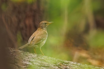 Pale Thrush 善福寺公園 Mon, 4/8/2024