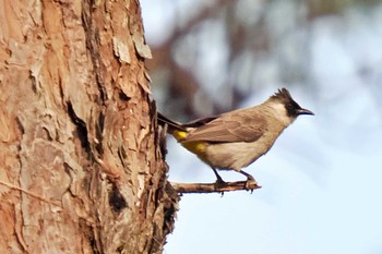 Sooty-headed Bulbul ベトナム Sat, 3/30/2024