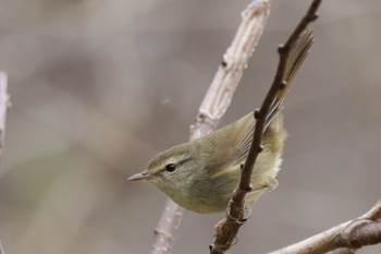 Japanese Bush Warbler Kodomo Shizen Park Sun, 3/24/2024