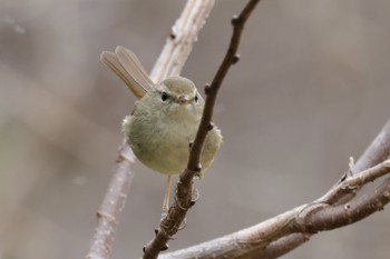 Japanese Bush Warbler Kodomo Shizen Park Sun, 3/24/2024