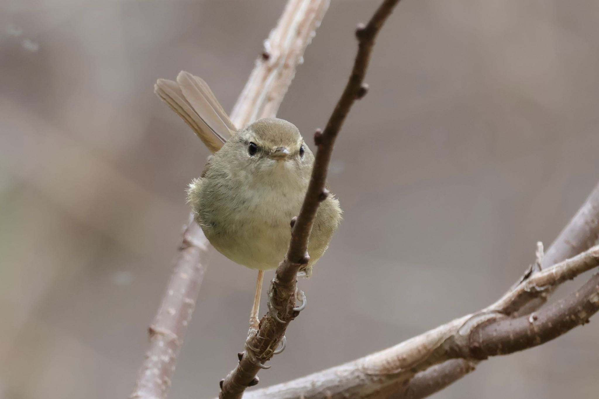 Japanese Bush Warbler