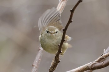 Japanese Bush Warbler Kodomo Shizen Park Sun, 3/24/2024