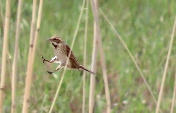 Common Reed Bunting Teganuma Sun, 4/7/2024