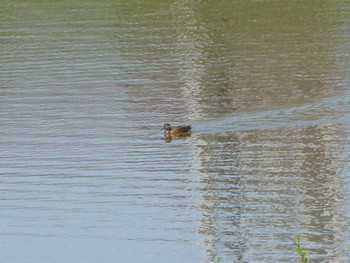 Common Pochard 美南中央公園 Wed, 4/10/2024