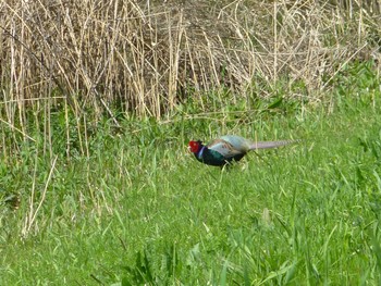 2024年4月10日(水) 美南中央公園の野鳥観察記録