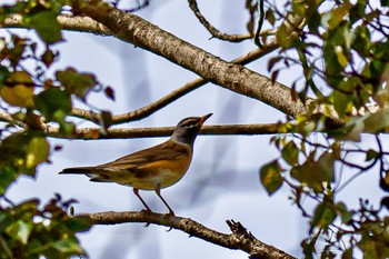 Eyebrowed Thrush 山口県下松市笠戸島 Wed, 4/10/2024