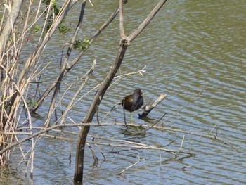 Common Moorhen まつぶし緑の丘公園 Wed, 4/10/2024