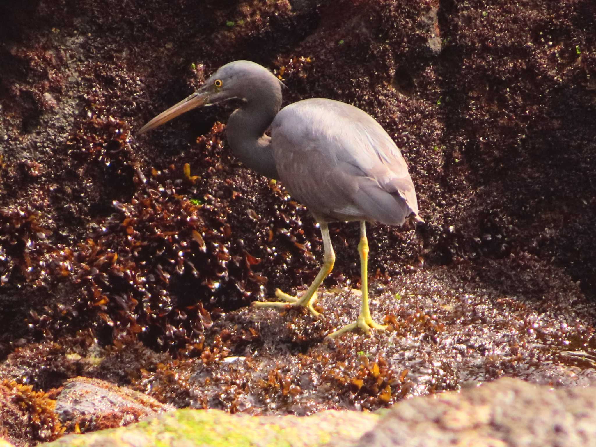 Photo of Pacific Reef Heron at 真鶴岬 by ゆ