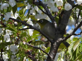 Warbling White-eye Kasai Rinkai Park Wed, 4/10/2024