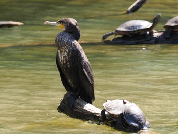 カワウ 泉自然公園 2024年4月10日(水)