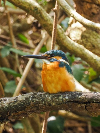 カワセミ 泉自然公園 2024年4月10日(水)