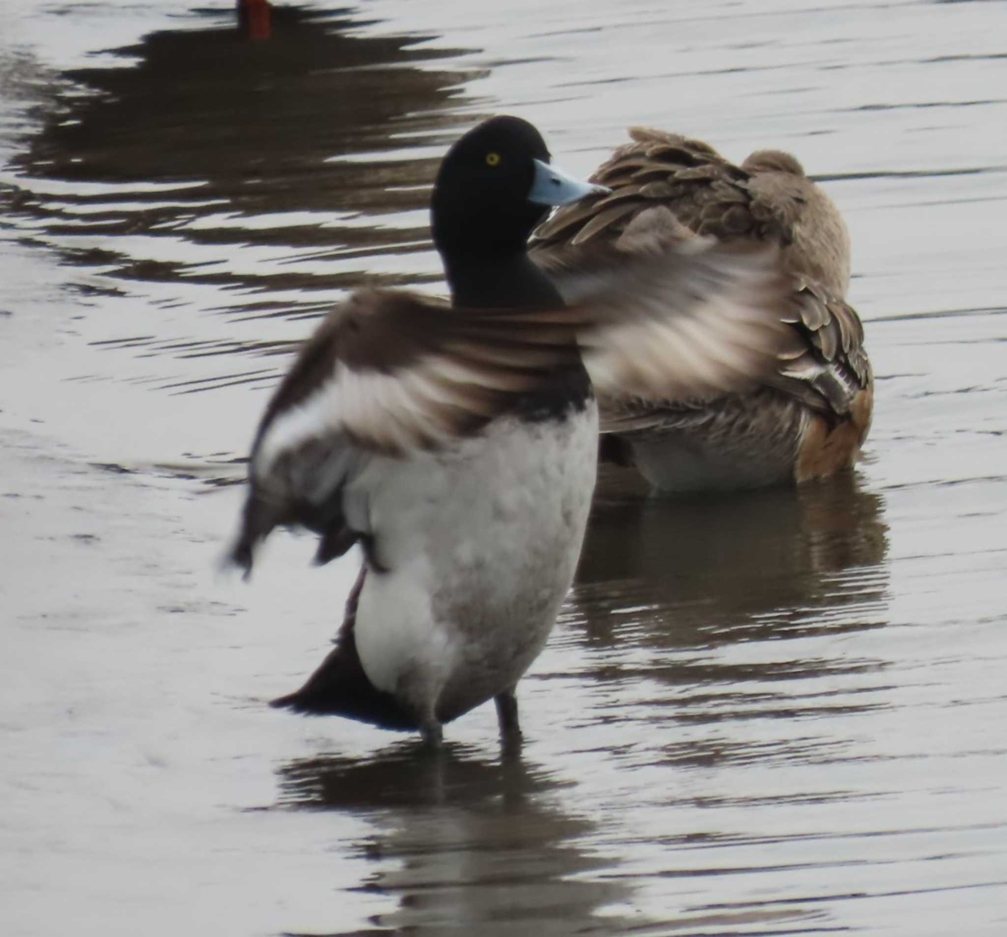 Photo of Greater Scaup at Kasai Rinkai Park by チョコレート