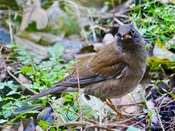 Pale Thrush 柏市水生水辺公園 Wed, 4/10/2024