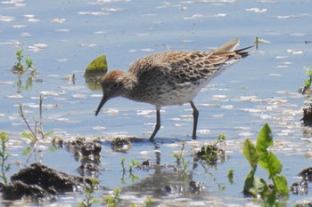 Sharp-tailed Sandpiper Isanuma Wed, 4/10/2024