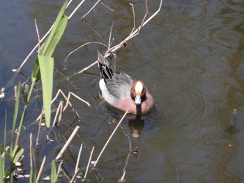 Eurasian Wigeon 打上川治水緑地 Wed, 4/10/2024