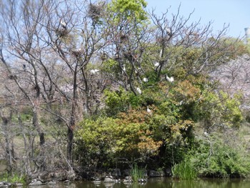 アオサギ 打上川治水緑地 2024年4月10日(水)