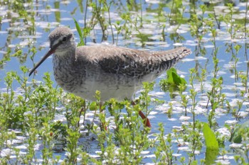 Spotted Redshank Isanuma Wed, 4/10/2024