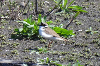 Little Ringed Plover Isanuma Wed, 4/10/2024