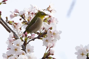 Warbling White-eye 奈良　馬見丘陵公園 Sat, 4/6/2024