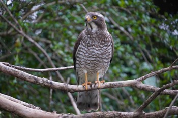 2024年3月24日(日) 宇宿漁港の野鳥観察記録