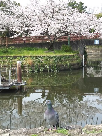 カワラバト 荒子川公園 2024年4月6日(土)