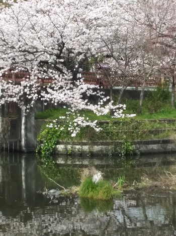 アオサギ 荒子川公園 2024年4月6日(土)