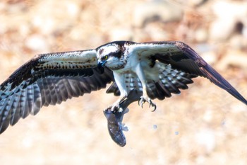 Osprey 愛知県 Sat, 2/10/2024