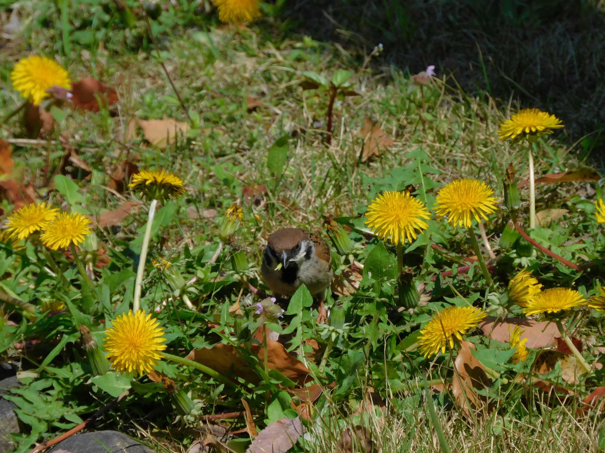 Photo of Eurasian Tree Sparrow at Hibiya Park by morinokotori