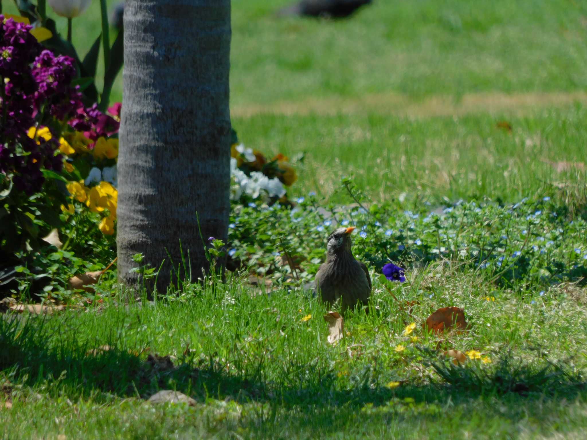 Photo of White-cheeked Starling at Hibiya Park by morinokotori