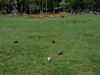 カワラバト 日比谷公園 2024年4月10日(水)