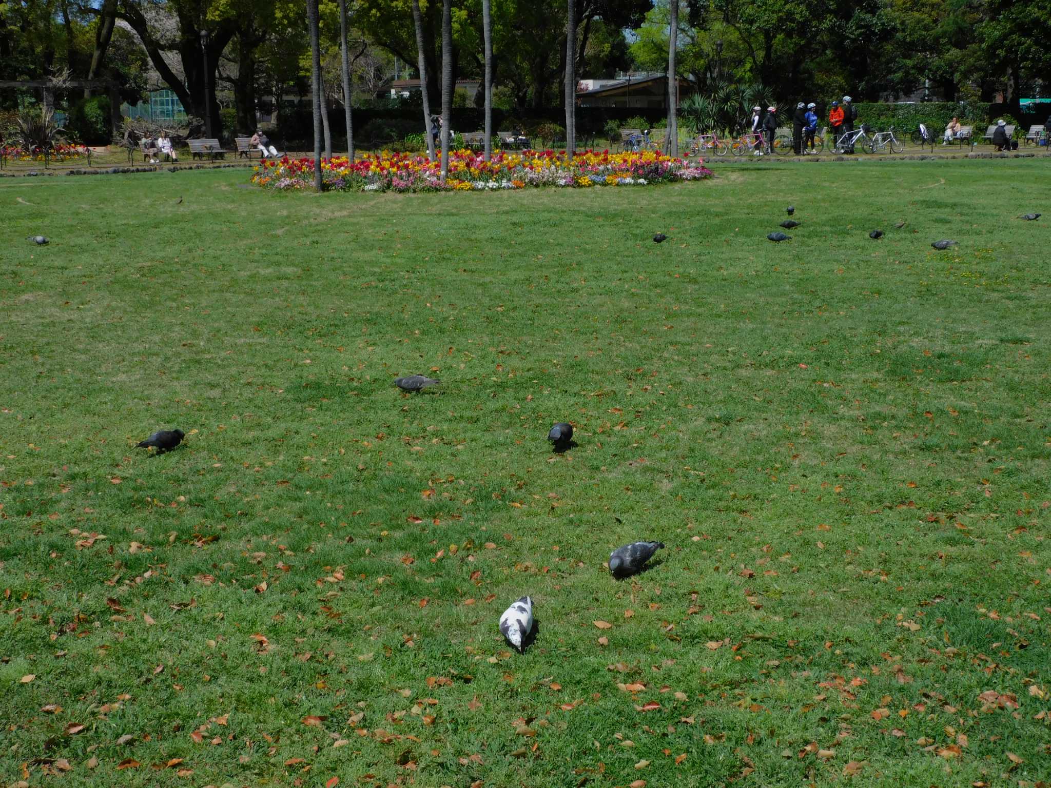 日比谷公園 カワラバトの写真 by morinokotori