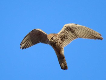 チョウゲンボウ 函館空港 2024年2月12日(月)