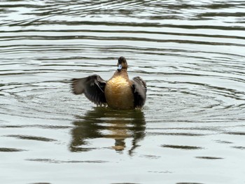 Eurasian Wigeon 洞峰公園 Sat, 4/6/2024