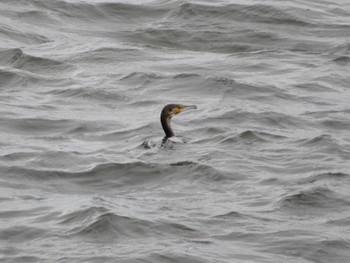 Great Cormorant Minatomirai Tue, 4/9/2024