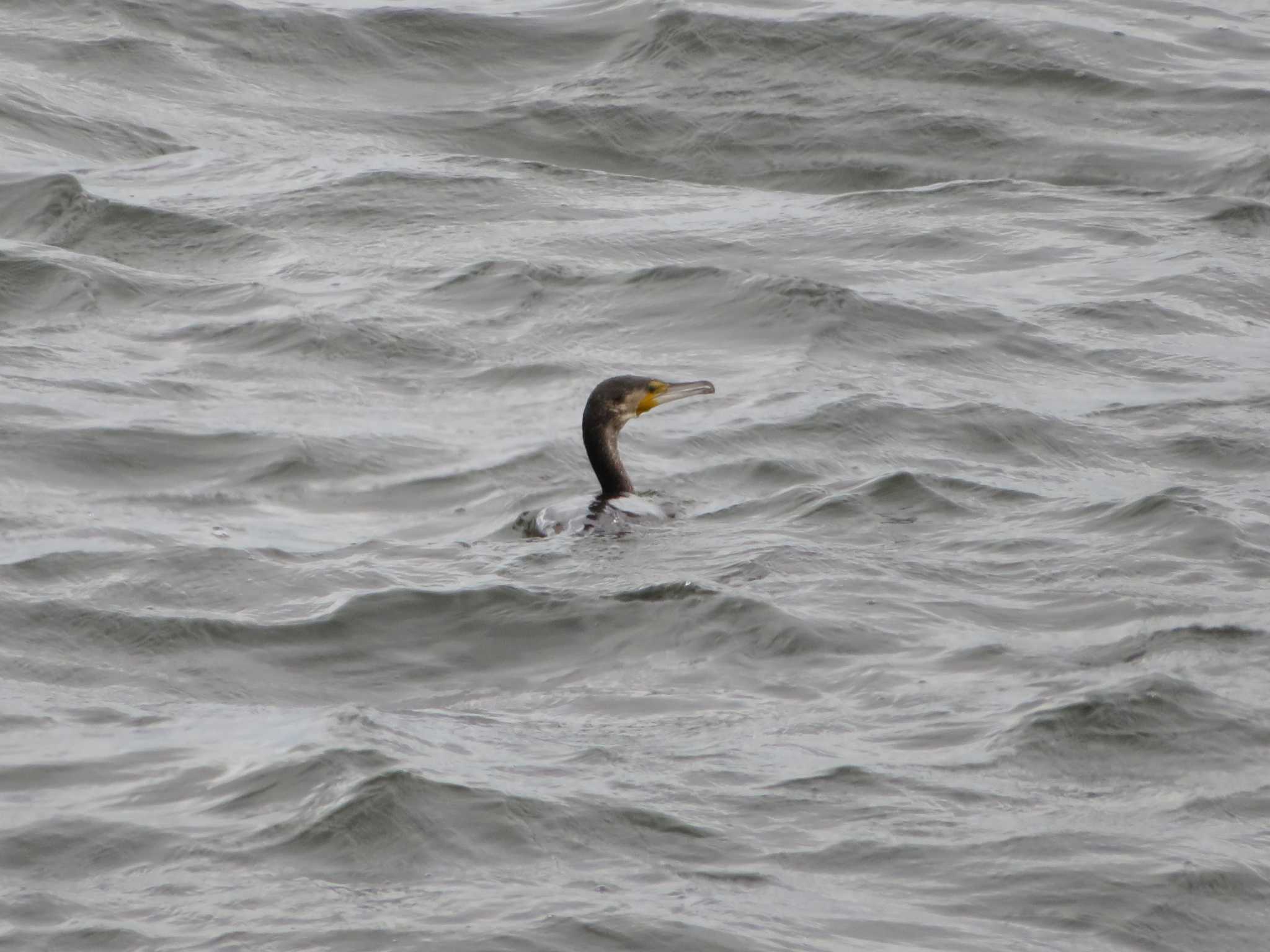 Photo of Great Cormorant at Minatomirai by ゴト