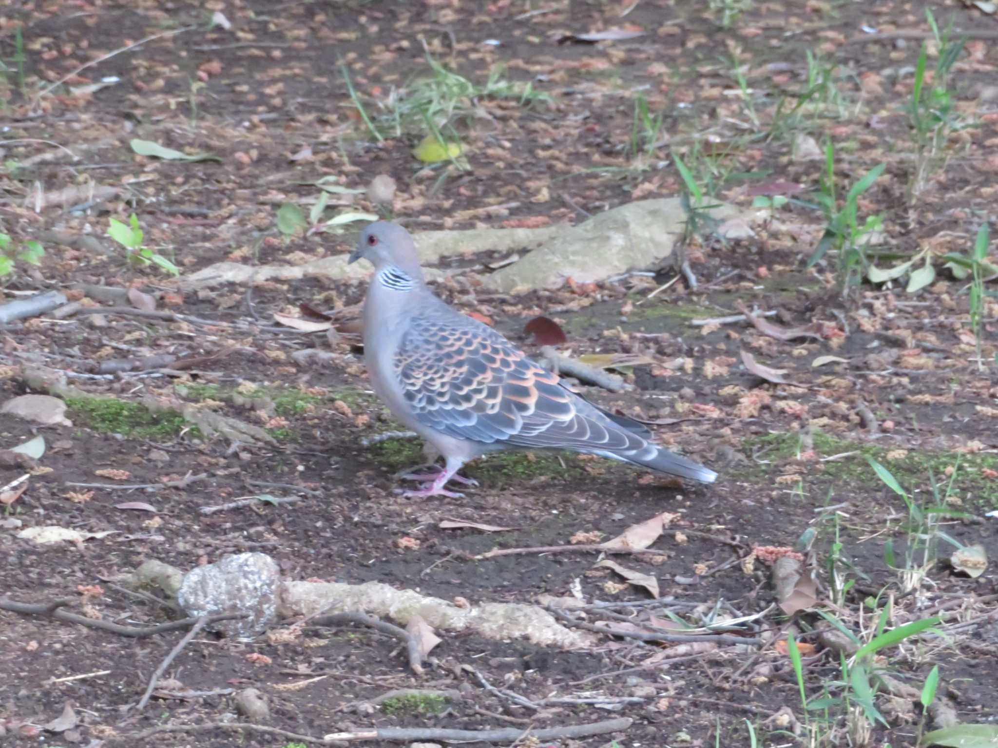 Photo of Oriental Turtle Dove at 岸根公園 by ゴト