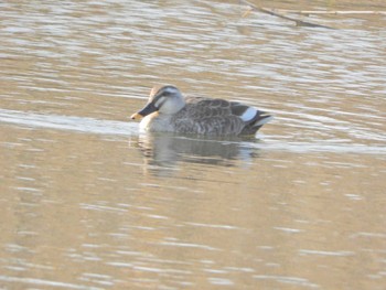 カルガモ 葛西臨海公園 2024年4月10日(水)