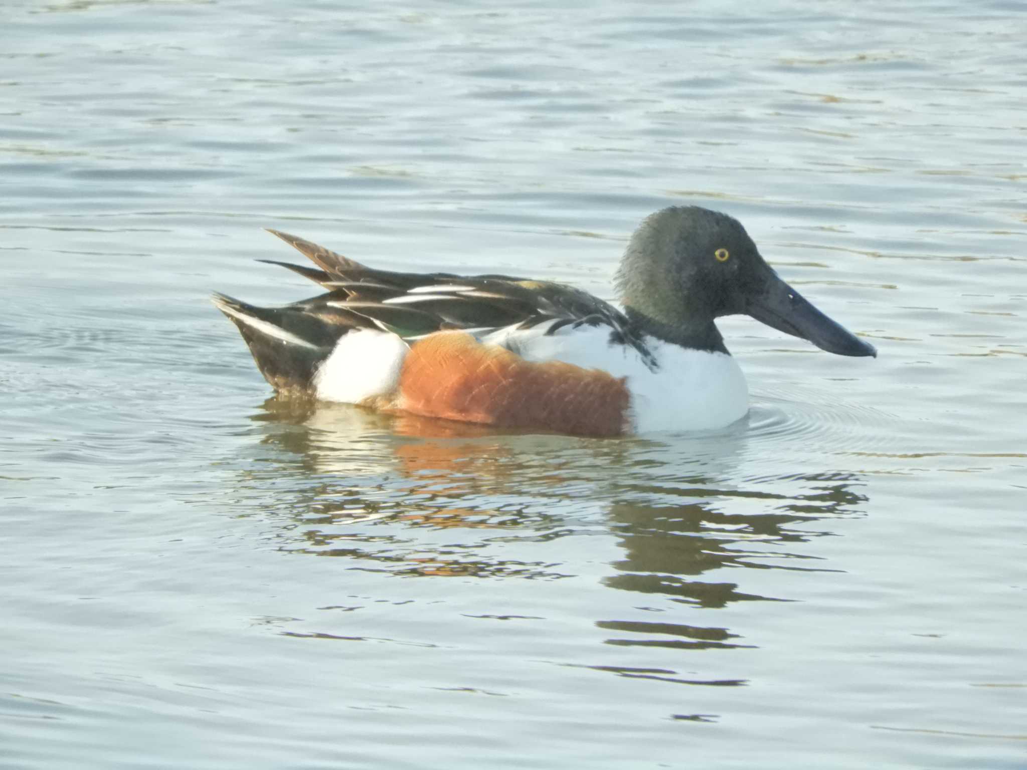 葛西臨海公園 ハシビロガモの写真 by maru