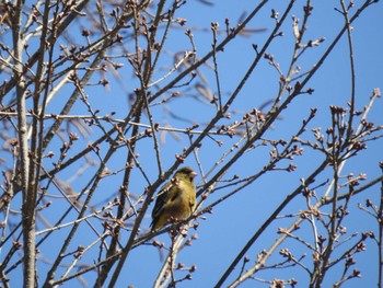 Grey-capped Greenfinch 道南四季の杜公園 Wed, 4/10/2024