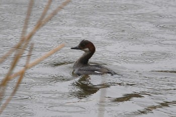 2018年12月22日(土) 葛西臨海公園の野鳥観察記録