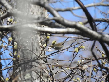 Japanese Bush Warbler 道南四季の杜公園 Wed, 4/10/2024