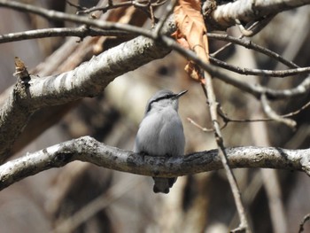 Eurasian Nuthatch(asiatica) 道南四季の杜公園 Wed, 4/10/2024