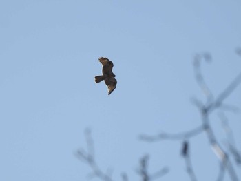 Eastern Buzzard 道南四季の杜公園 Wed, 4/10/2024