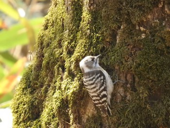 Japanese Pygmy Woodpecker(seebohmi) 道南四季の杜公園 Wed, 4/10/2024