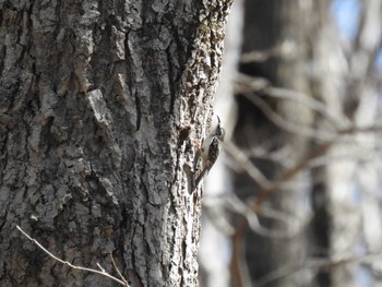 Eurasian Treecreeper(daurica) 道南四季の杜公園 Wed, 4/10/2024