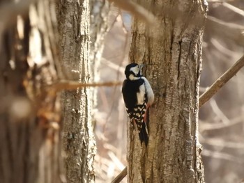 Great Spotted Woodpecker(japonicus) 道南四季の杜公園 Wed, 4/10/2024