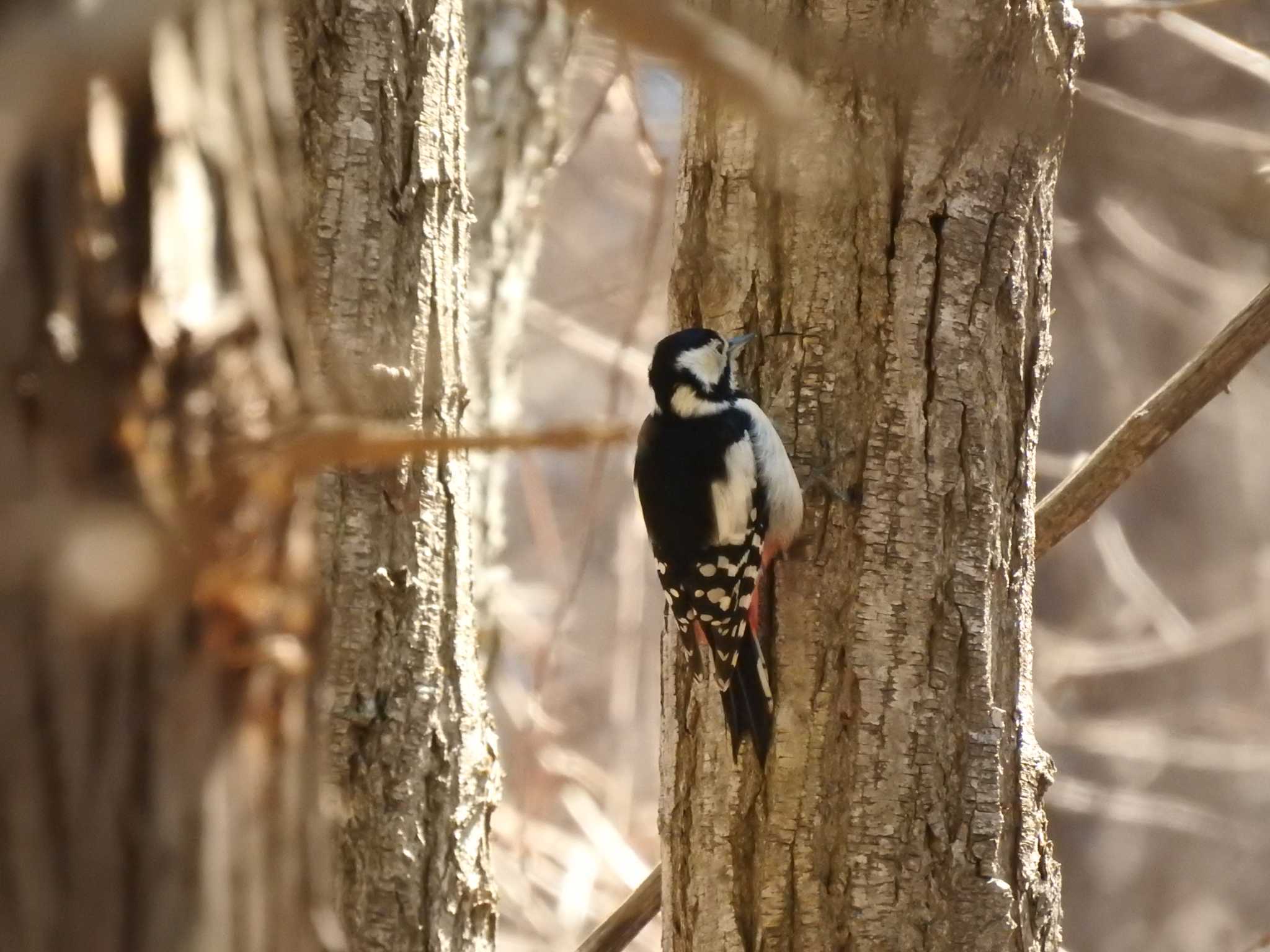 Photo of Great Spotted Woodpecker(japonicus) at 道南四季の杜公園 by ライ