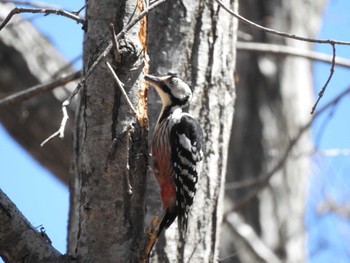 Wed, 4/10/2024 Birding report at 道南四季の杜公園