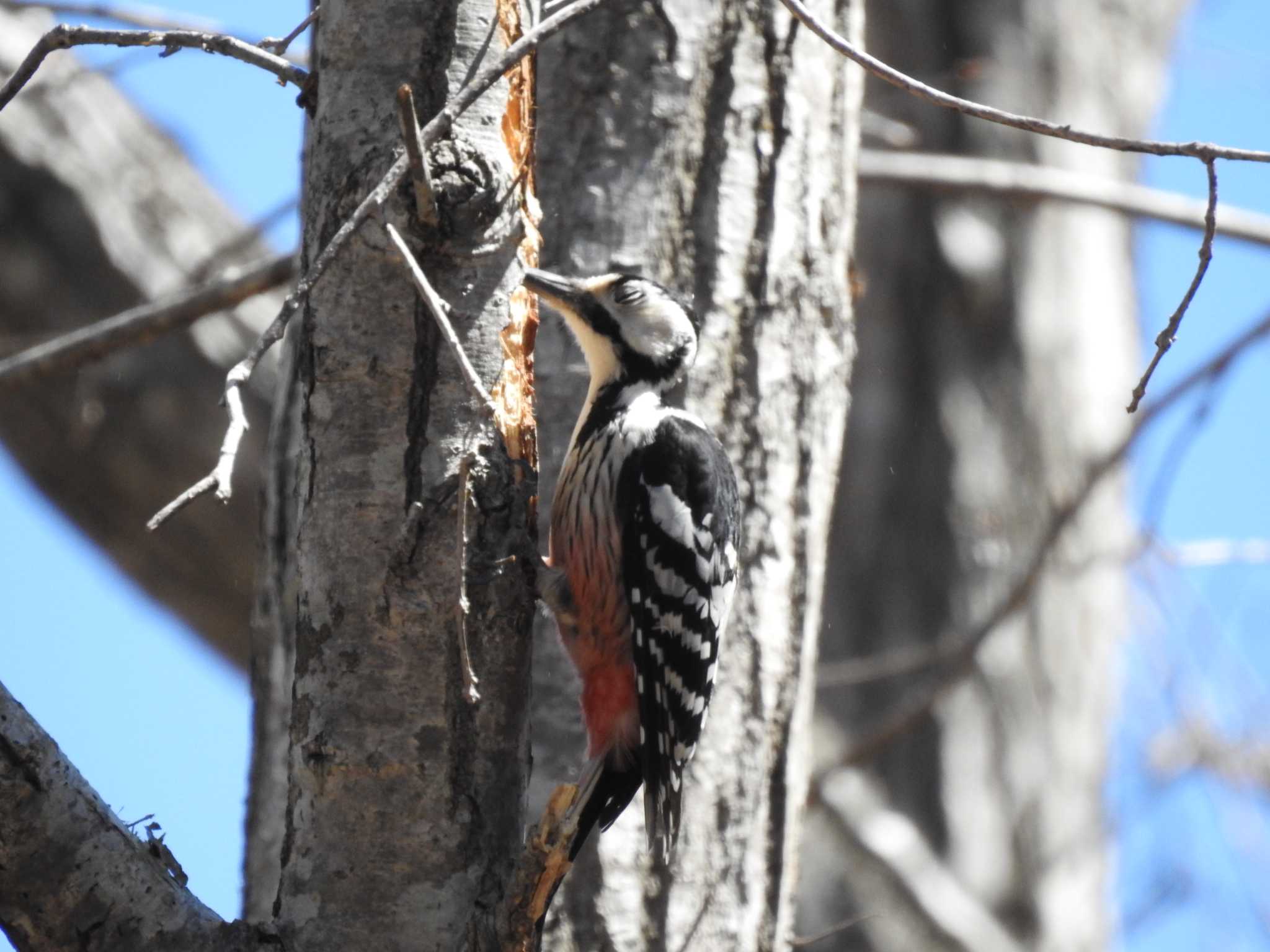 Photo of White-backed Woodpecker(subcirris) at 道南四季の杜公園 by ライ